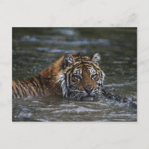 Cartão Postal Tigre Siberiano Na Água