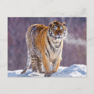 Cartão Postal Tigre siberiano na neve, China