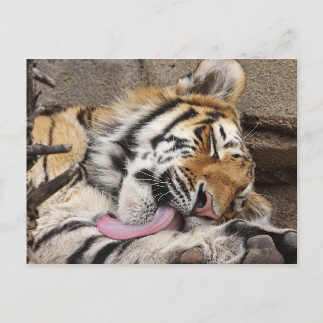 Cartão Postal Tigre siberiano Panthera tigris altaica lamber (Frente)