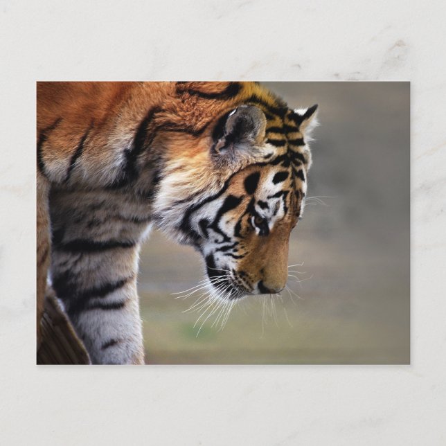 Cartão Postal Tigre Subindo Para Baixo (Frente)