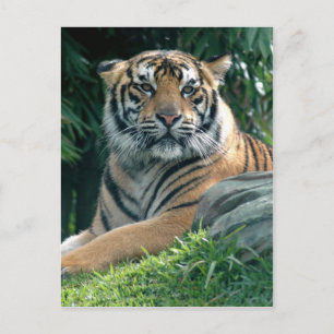 Cartão Postal tigre-sumatrano