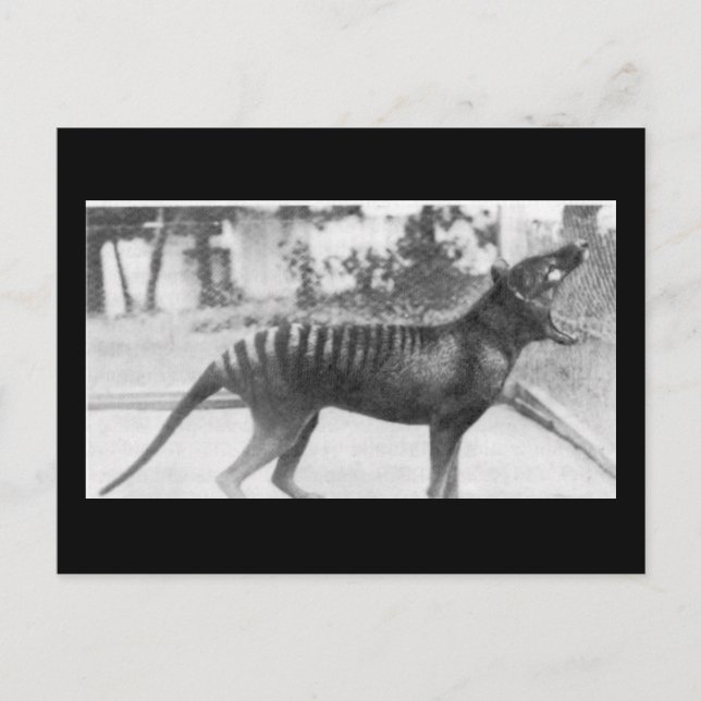 Cartão Postal tigre tazmaniano (Frente)