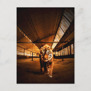 Cartão Postal Tigre urbano