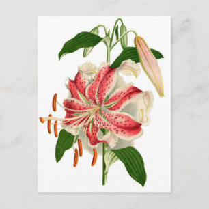 Cartão Postal Tigre-vermelho-Impressão botânico Lily lancifoli