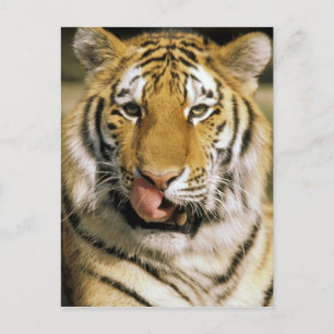 Cartão Postal Tigre Zoológico de Michigan