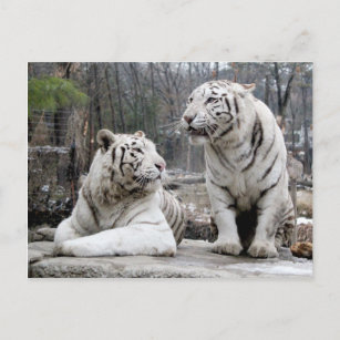 Cartão Postal Tigres brancos