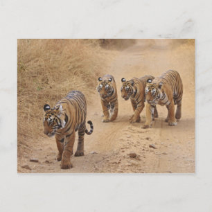 Cartão Postal Tigres de Bengala