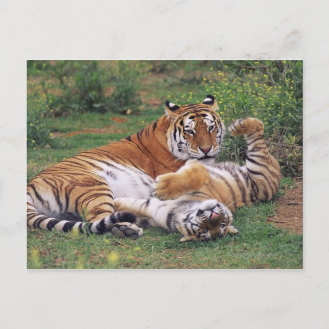 Cartão Postal Tigres de Bengala (Frente)