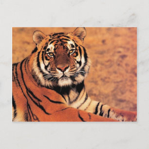 Cartão Postal Tigres em Fotos Selvagens em Cartões, Camisetas, 