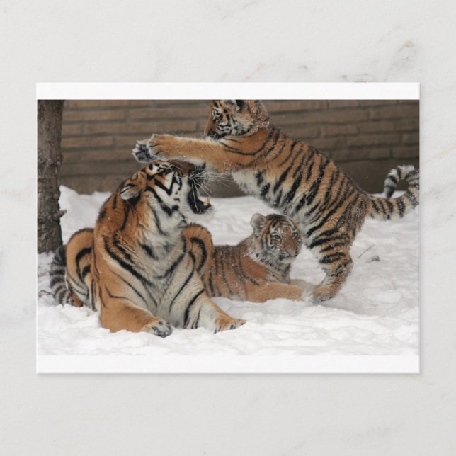 Cartão Postal Tigres na neve (Frente)