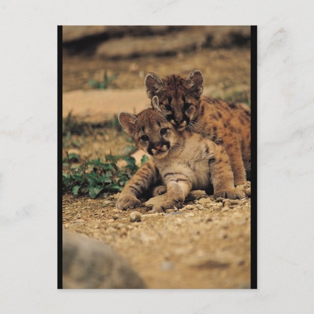Cartão Postal Tigres para bebês (Frente)