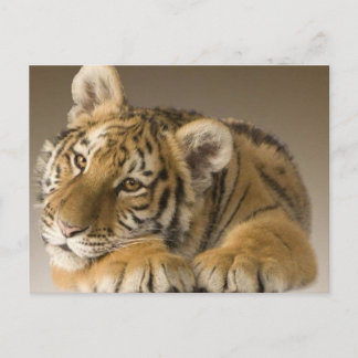 Cartão Postal tijgertje