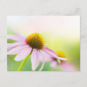 Cartão Postal Til Sunbeams Te Encontra