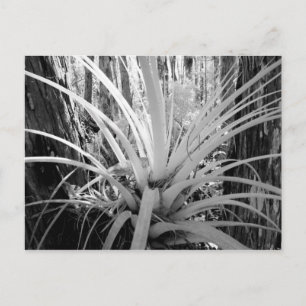 Cartão Postal Tillandsia epífita é comum na Flórida,