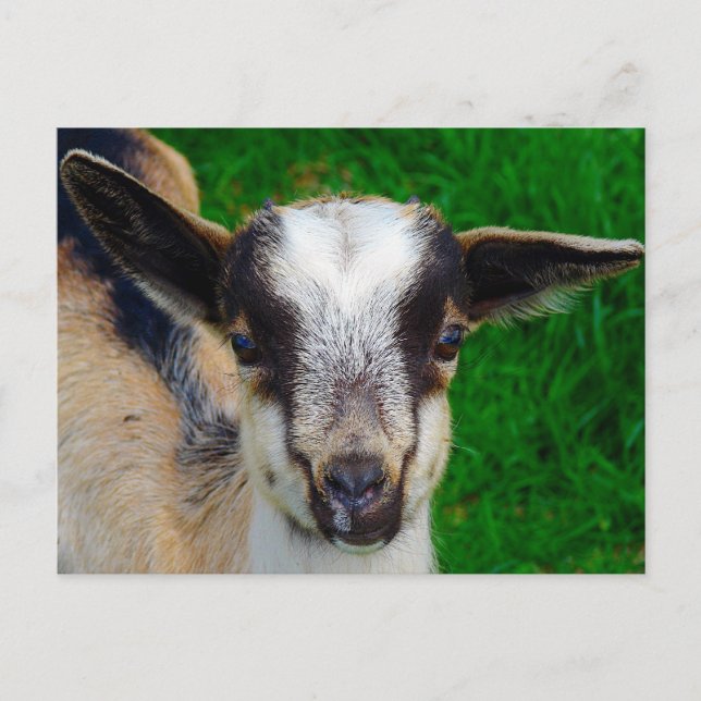 Cartão Postal Tinta (Frente)