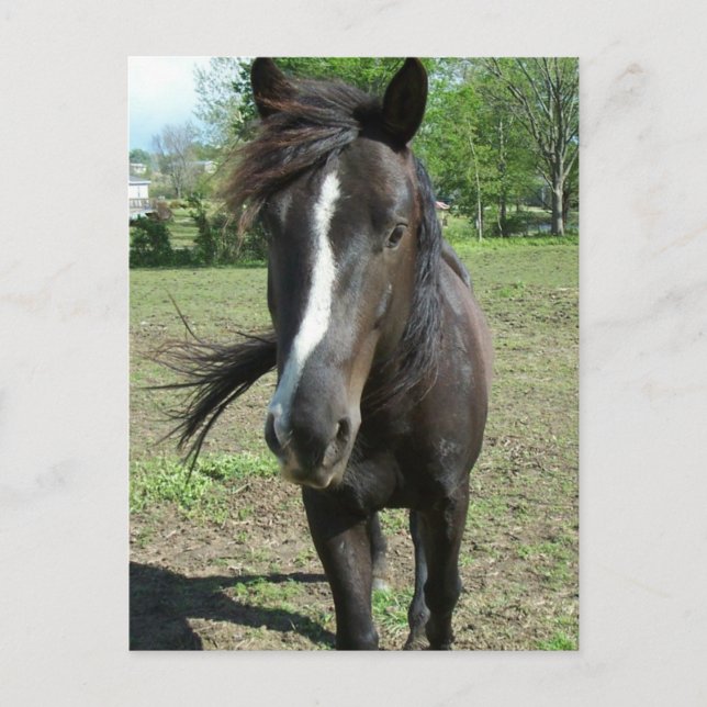 Cartão Postal Tinta do Cavalo (Frente)
