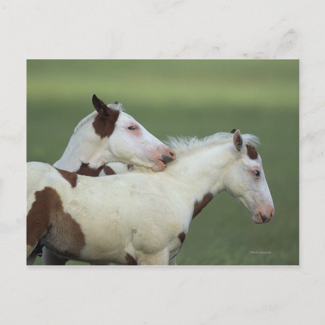 Cartão Postal Tinta Fotos Reproduzindo (Frente)