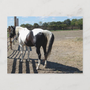 Cartão Postal Tinta/Pinto Cavalo