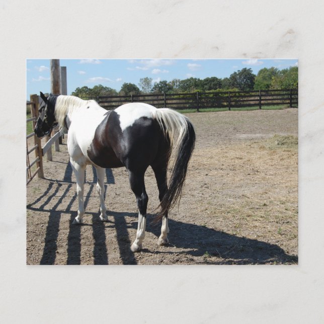 Cartão Postal Tinta/Pinto Cavalo (Frente)