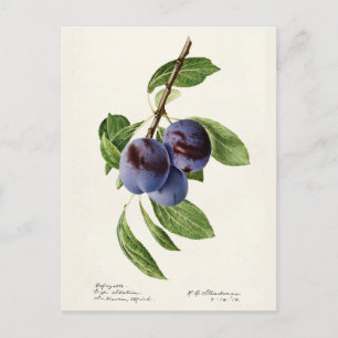Cartão Postal Tintas de Ameixas Azuis (Prunus Domestica) Frutas 