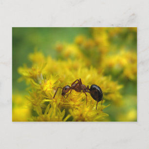 Cartão Postal Tiny Ant no Goldenrod