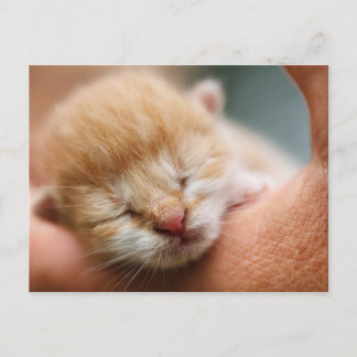 Cartão Postal Tiny Baby Kitten
