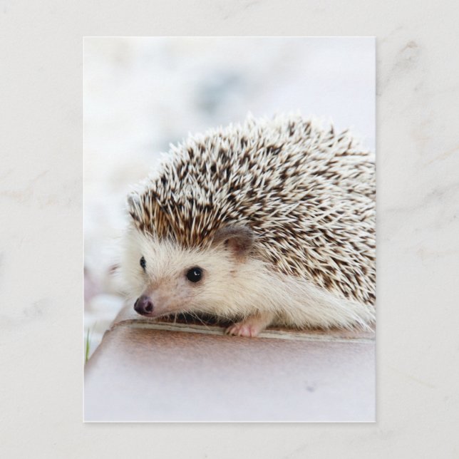 Cartão Postal Tiny Hedgehog (Frente)