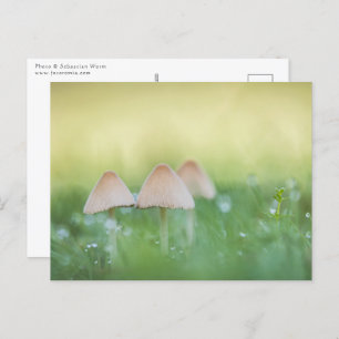 Cartão Postal Tiny Mushroom Nature Foto