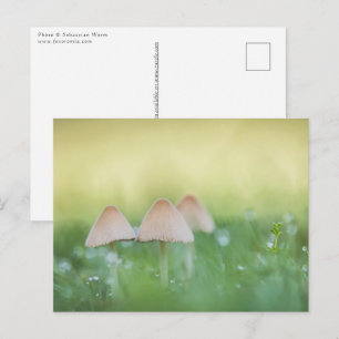Cartão Postal Tiny Mushroom Nature Foto