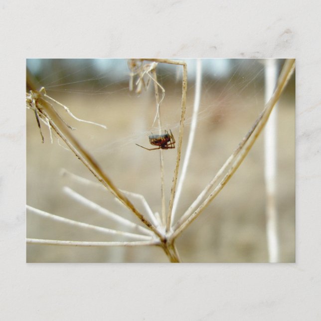 Cartão Postal Tiny Spider no Cartaz da Rainha Seca Anne (Frente)