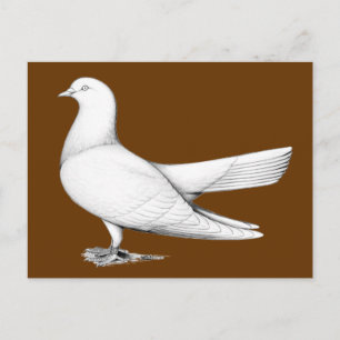 Cartão Postal Tipo de Voo do Roll Oriental Pigeon