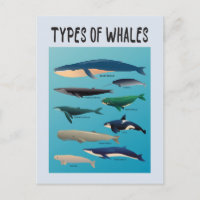 Tipos De Baleias Variedade Mamífera Oceânica