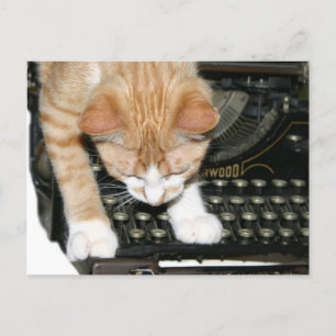 Cartão Postal Tipos de gatinhos