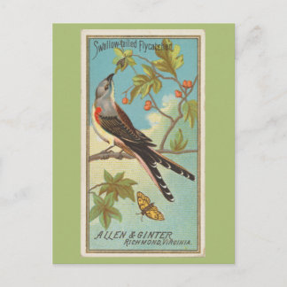 Cartão Postal Tirano-de-cauda-forquilhada