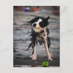 Cartão Postal Tire-o!