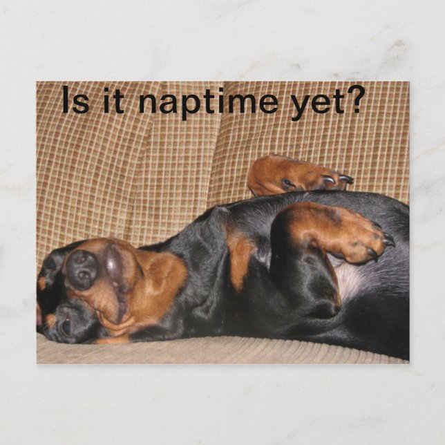 Cartão Postal Tired Dachshund (Frente)