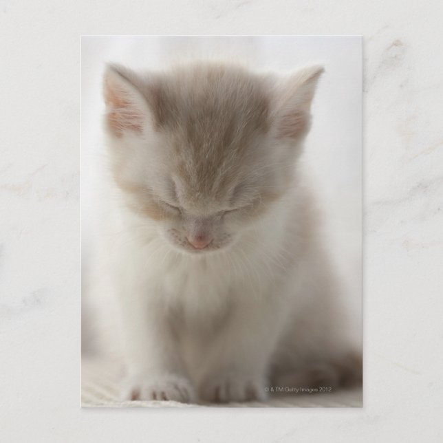 Cartão Postal Tired Kitten (Frente)