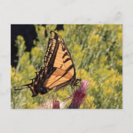 Cartão Postal Tiro-do-mar