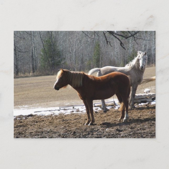 Cartão Postal tiros (Frente)