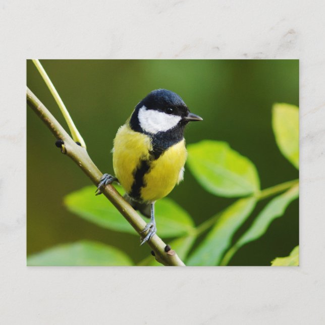 Cartão Postal Tit do excelente no outono (Frente)