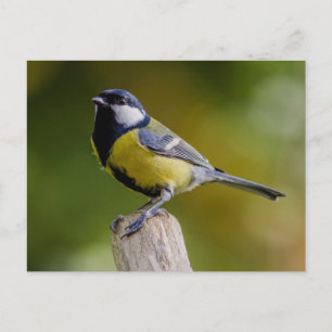 Cartão Postal Tit do excelente no outono