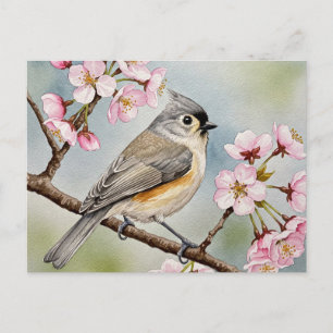 Cartão Postal Titmouse, Sakura, Primavera