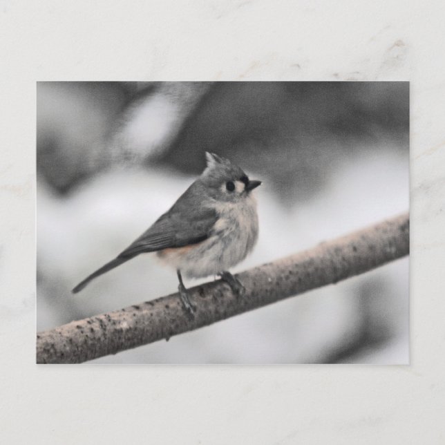 Cartão Postal Titmouse tufado (Frente)