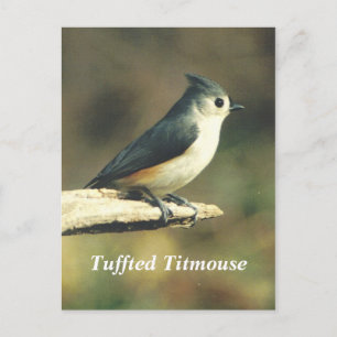 Cartão Postal Titmouse Tufado