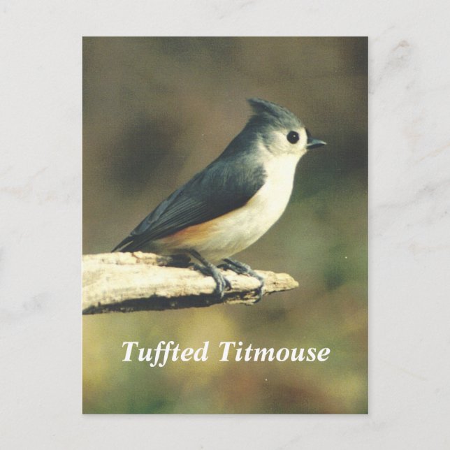 Cartão Postal Titmouse Tufado (Frente)