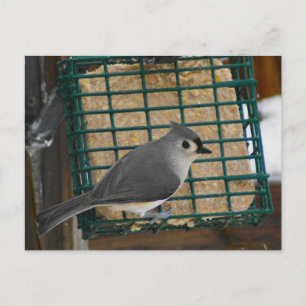 Cartão Postal Titmouse tufado