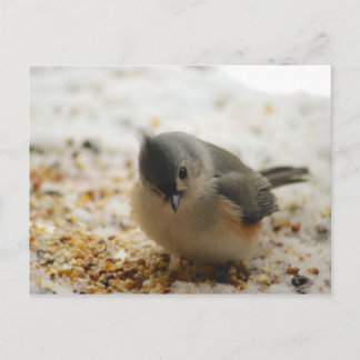Cartão Postal Titmouse Tufado Adorável