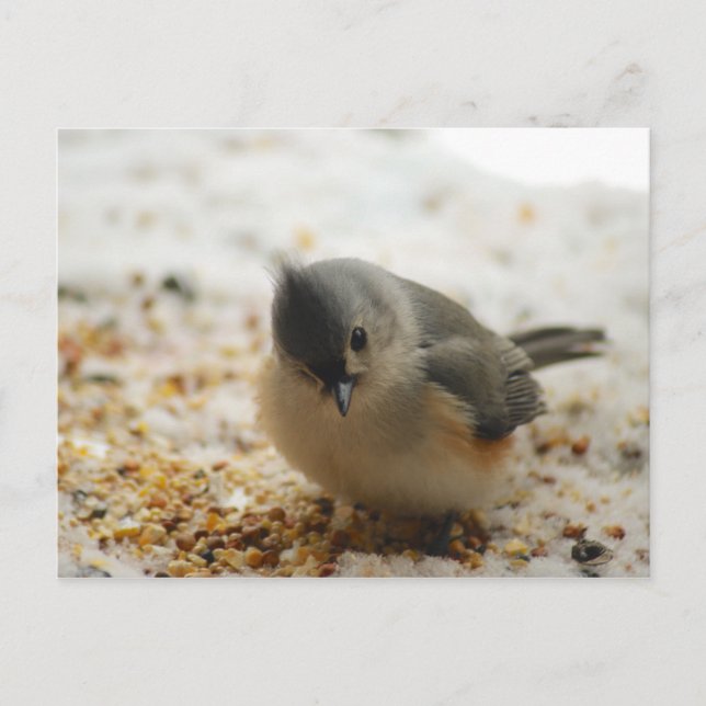 Cartão Postal Titmouse Tufado Adorável (Frente)