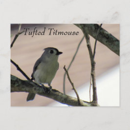 Cartão Postal Titmouse tufado - Cartão-postal de aprendizagem - 