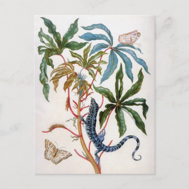 Cartão Postal título desconhecido de Maria Sibylla Merian (Frente)